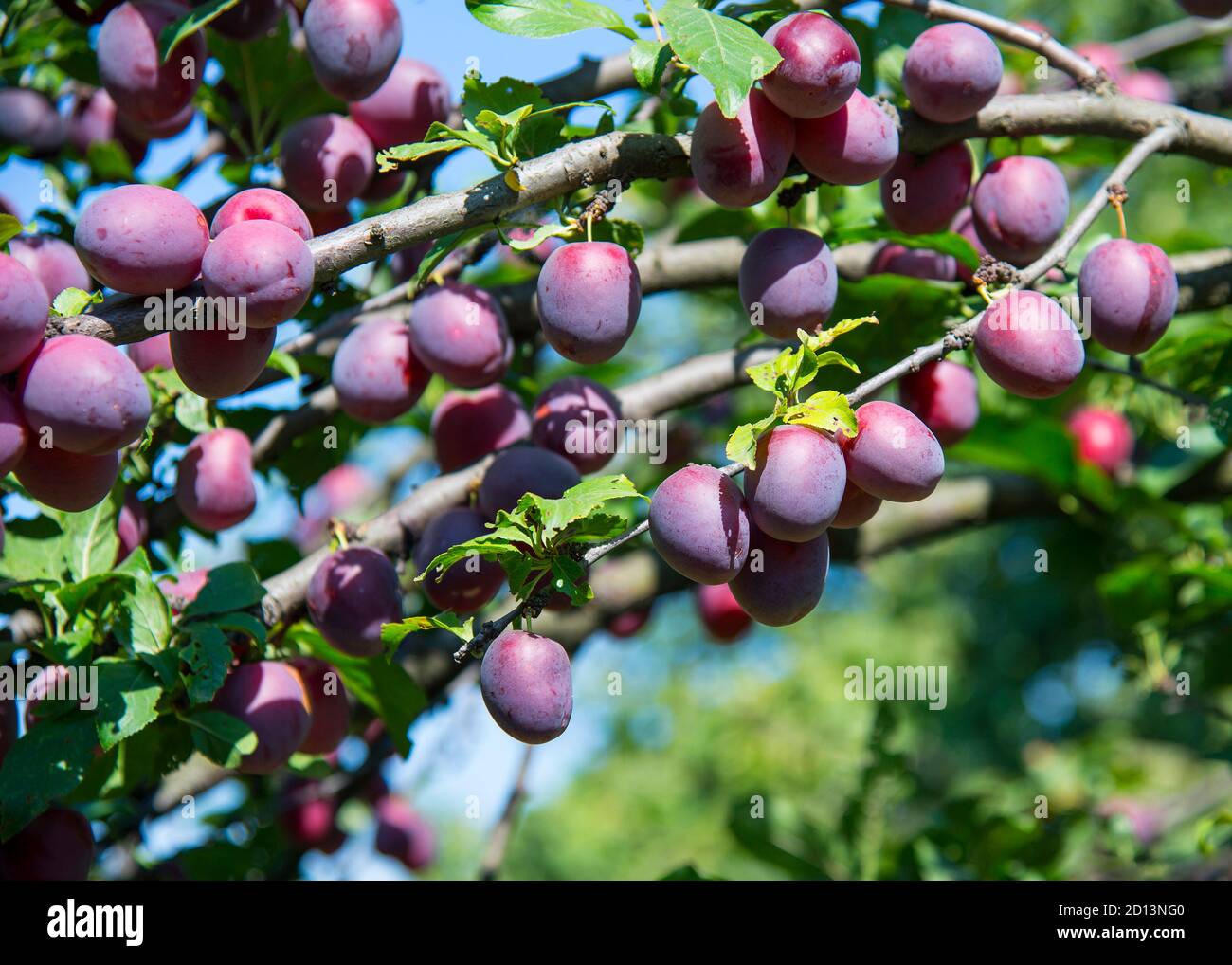 Ripe plums on a tree branch, summer garden Stock Photo - Alamy