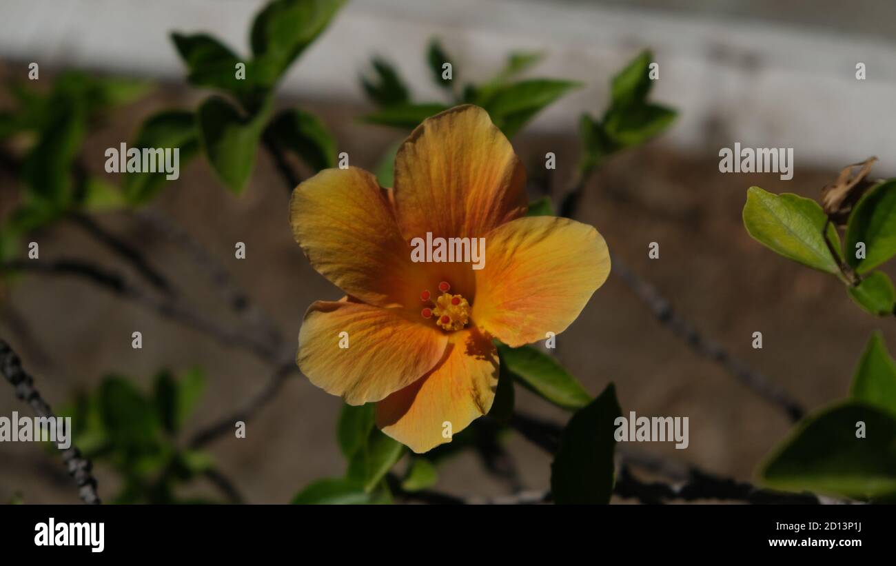 Peach and yellow hibiscus hi-res stock photography and images - Alamy