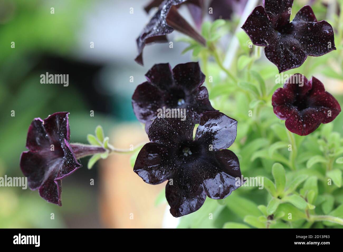 Dark Purple Petunia flowers after rain Stock Photo - Alamy