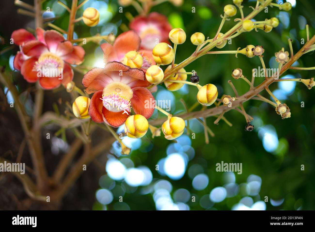 Cannonball flower or Sal flower, Scientific name Shorea robusta is a plant in the family