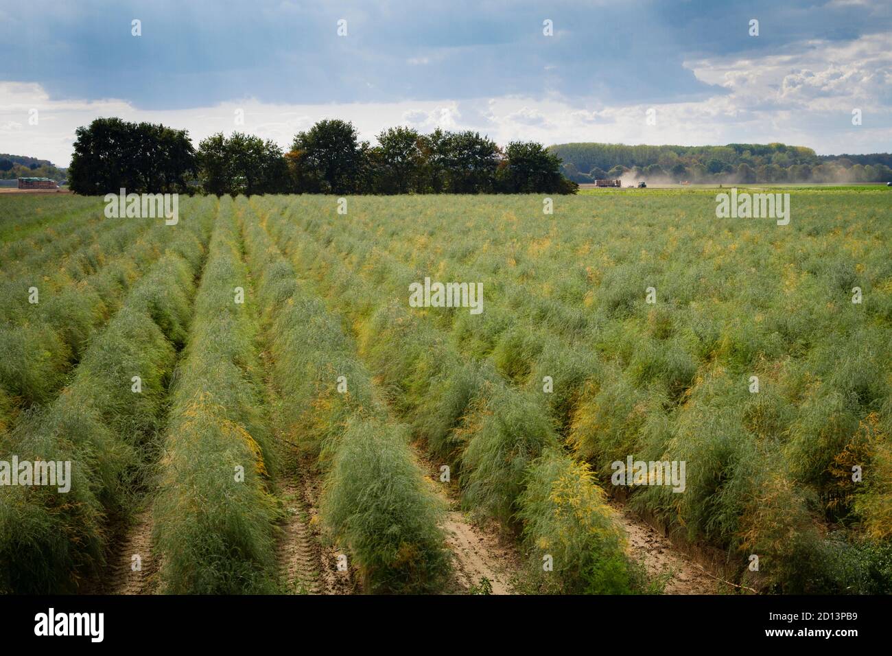 driven out aspargus on a field in Cologne-Merkenich, North Rhine-Westphalia, Germany.  Spargelfeld in Koeln-Merkenich, geschossener Spargel, Nordrhein Stock Photo