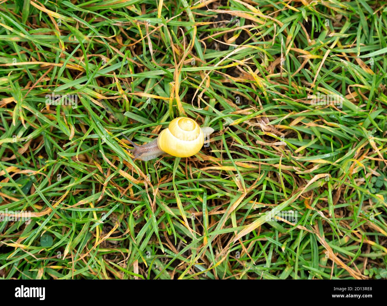 Grove snail, brownlipped snail or Lemon snail Cepaea nemoralis