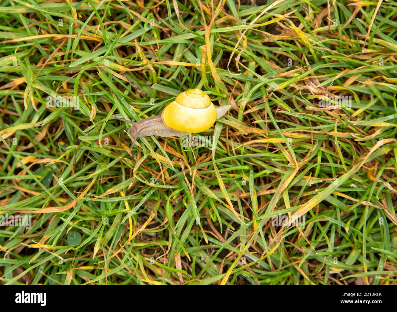 Grove snail, brownlipped snail or Lemon snail Cepaea nemoralis