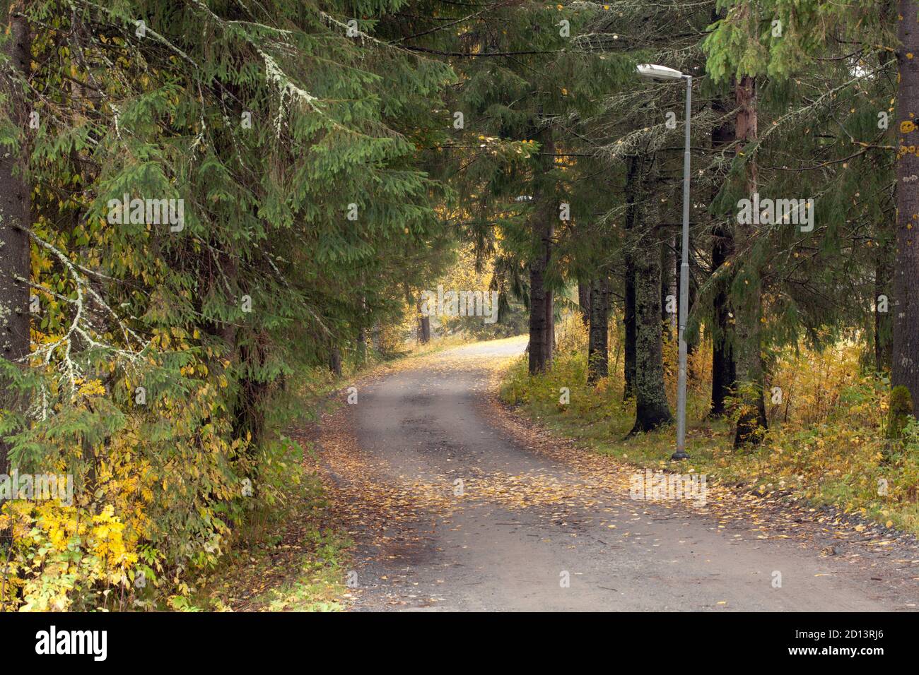 View of a gravel pathway in autumn colors. Surrounded by trees, fir and birch. Stock Photo