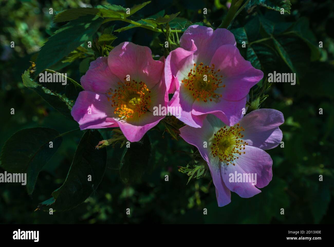The wild roses are fragrant and also have medicinal properties.. Stock Photo