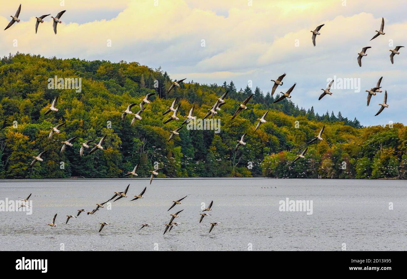 Just in time for autumn, a lot of geese come to Dieksee to spend the winter there. Stock Photo