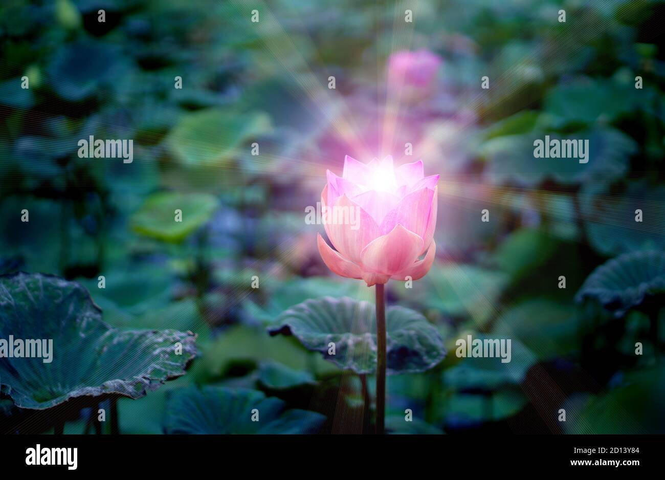 Pink lotus flower in the lotus pond for agriculture and lighting shine