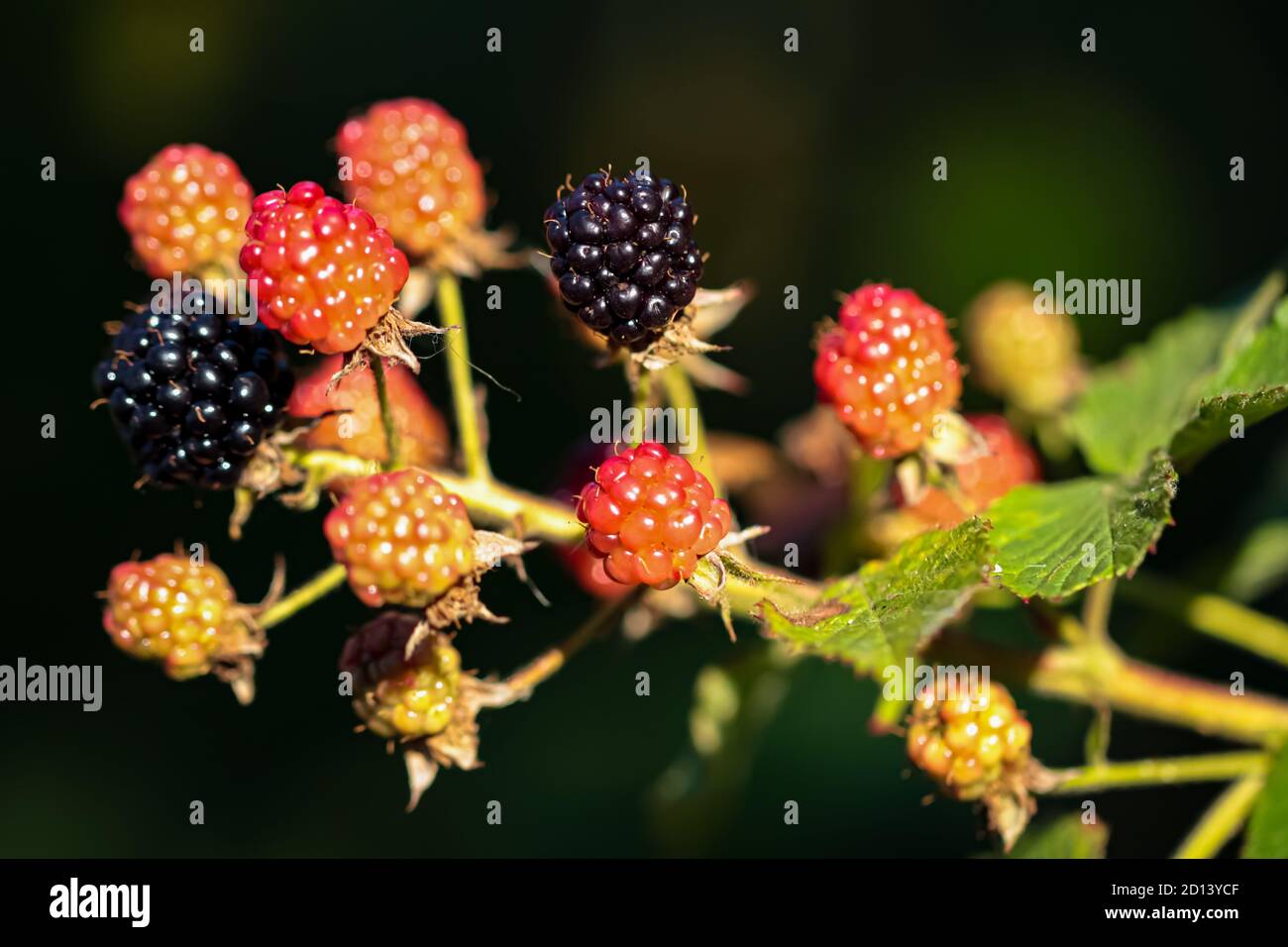 Close-up of ripening Blackberry branch on dark background horizontal orientation Stock Photo