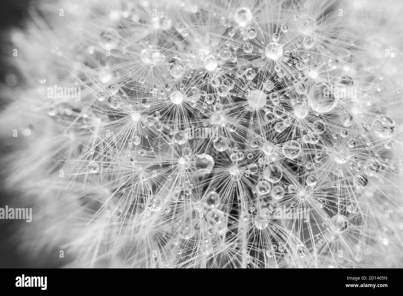 Black and white dandelion head seed closeup with dew drops Stock Photo ...
