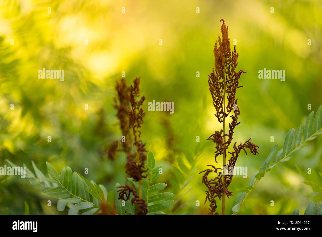 Osmunda fern sporangias and leaves under a warm spring sunlight Stock Photo