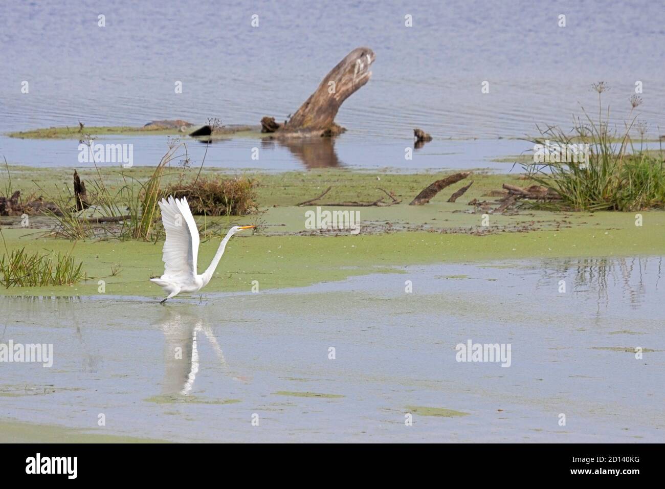 A great white egret lifts it wings to fly out of an algae filled bayou. Tree stumps and water grasses  surround the bird. Stock Photo