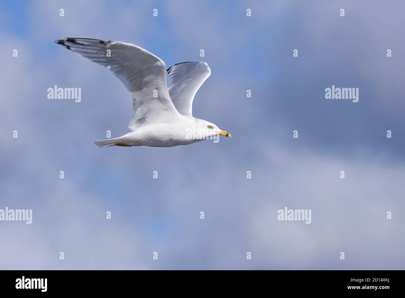 Like a missle soaring across the sky, a ring-billed gull glides through the heavens. Stock Photo