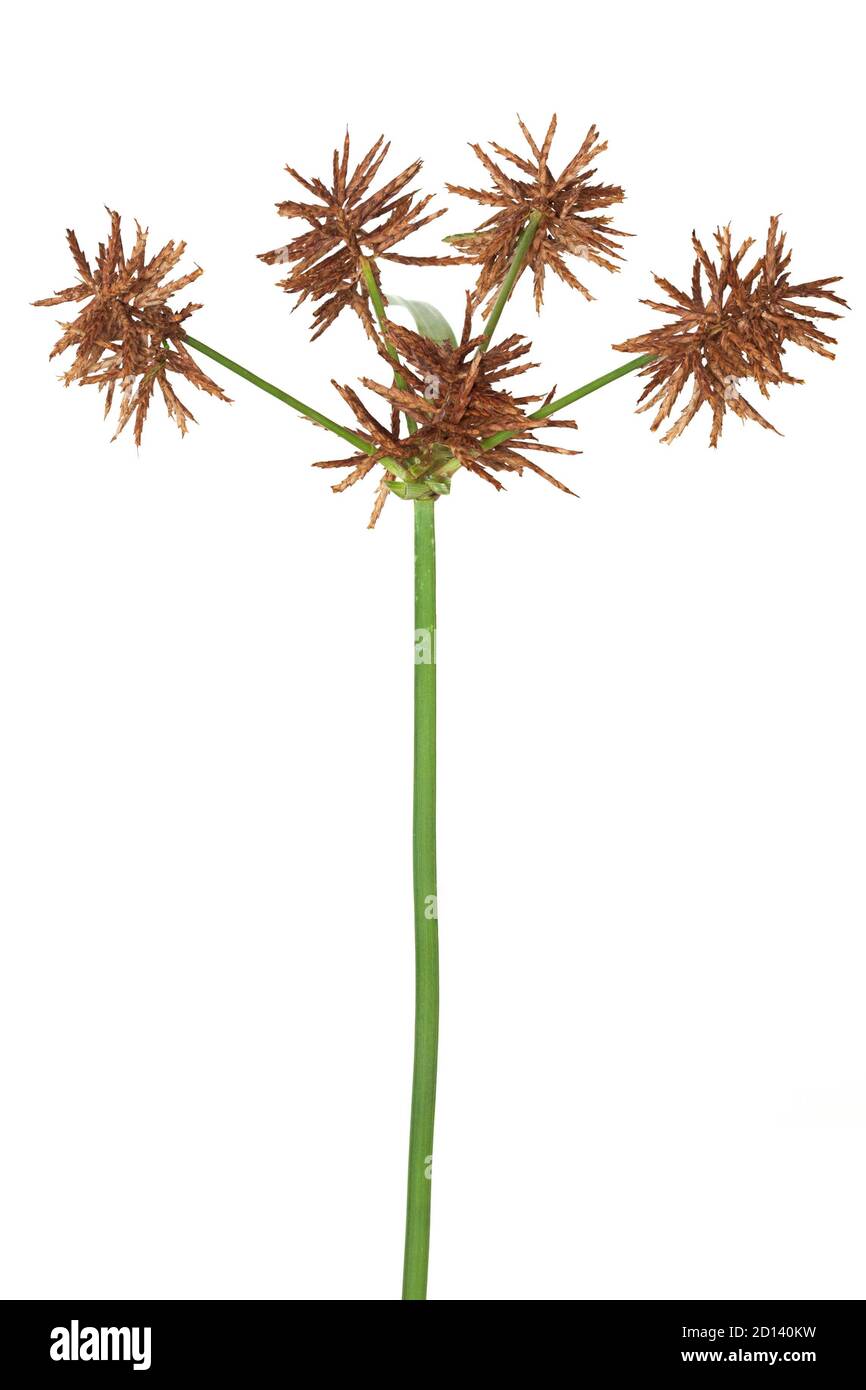 The brown seeds of a nutsedge weed are ready to drop. The wildflower is on a white background. Stock Photo
