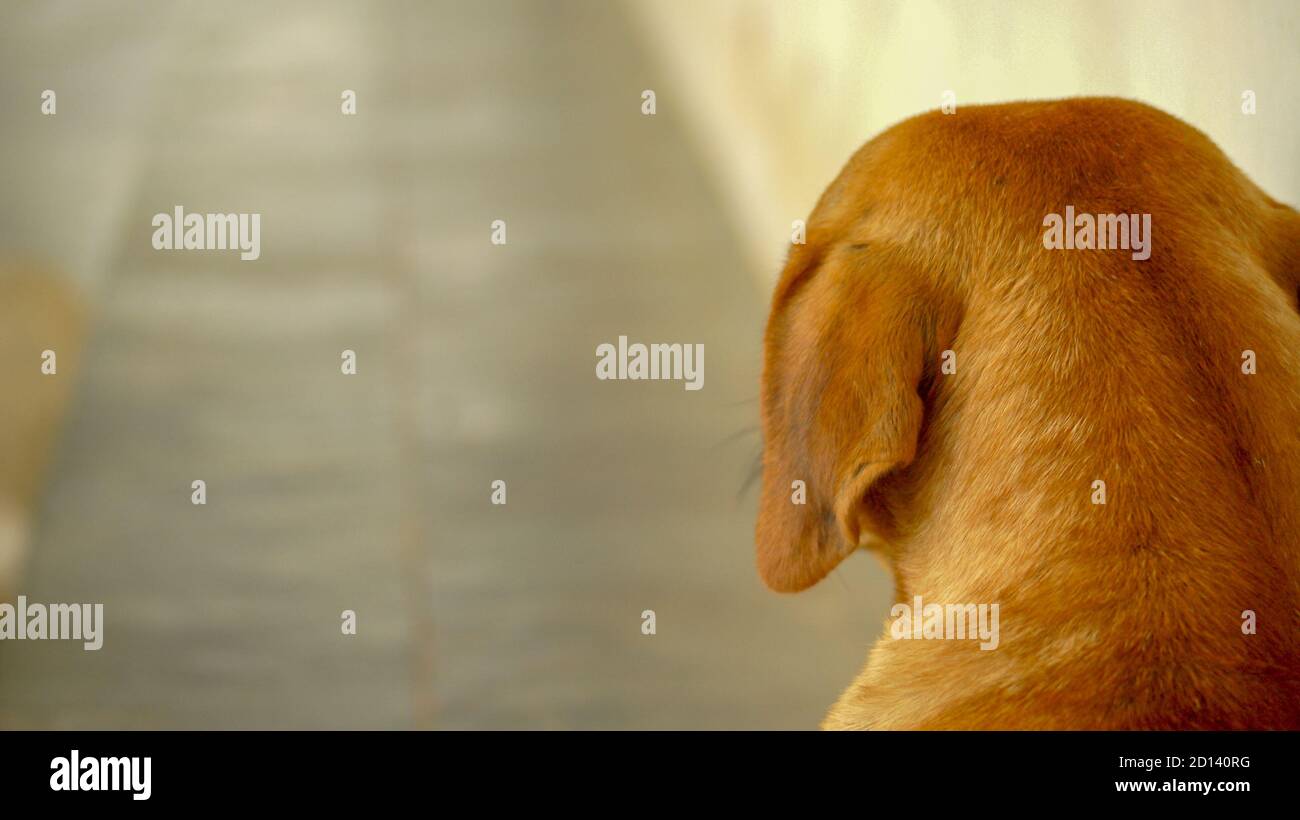 Typical Brazilian Caramel Dog Stock Photo - Alamy