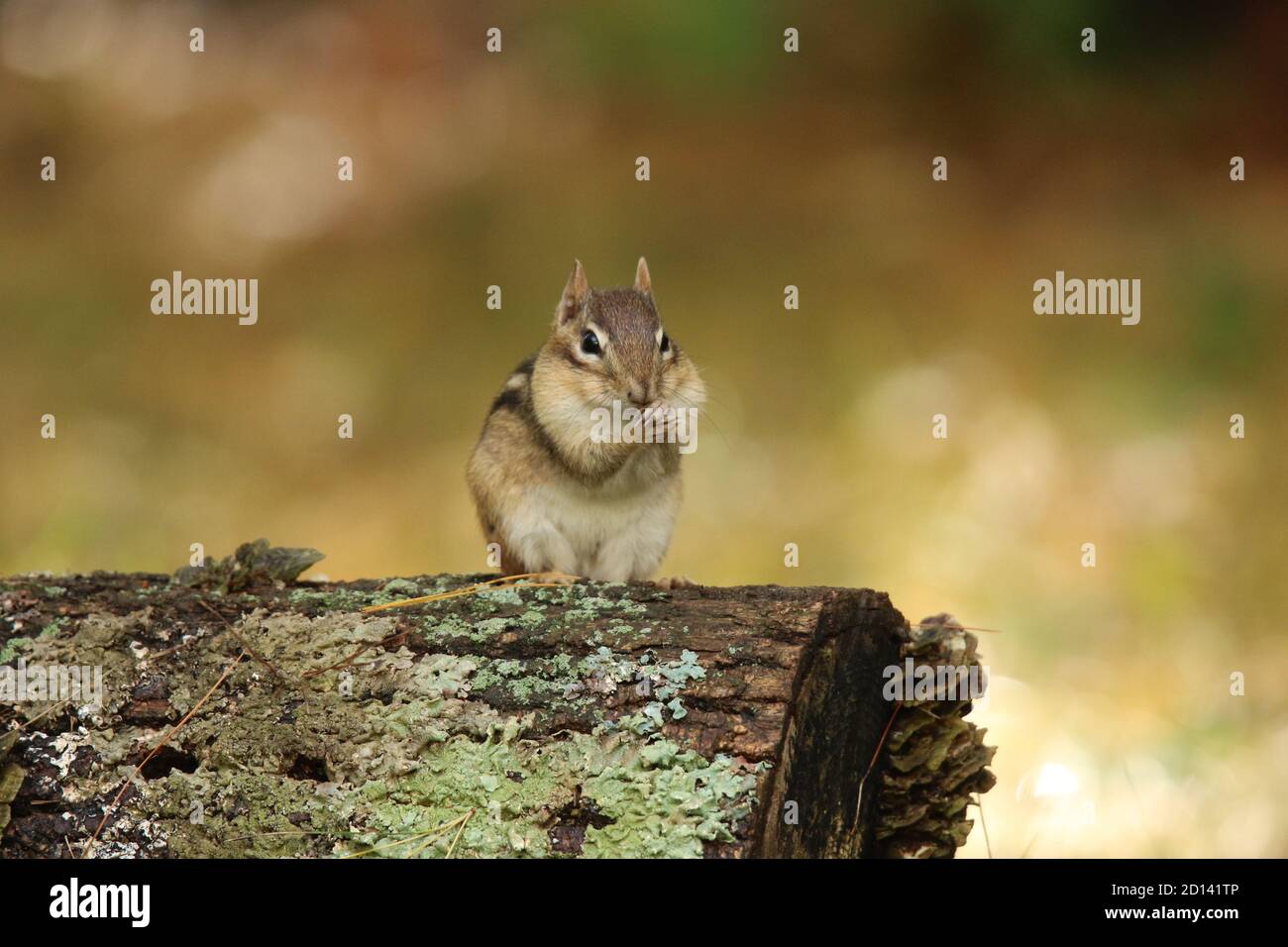 A cute little eastern chipmunk sitting on a log and cleaning it's paws in Fall Stock Photo