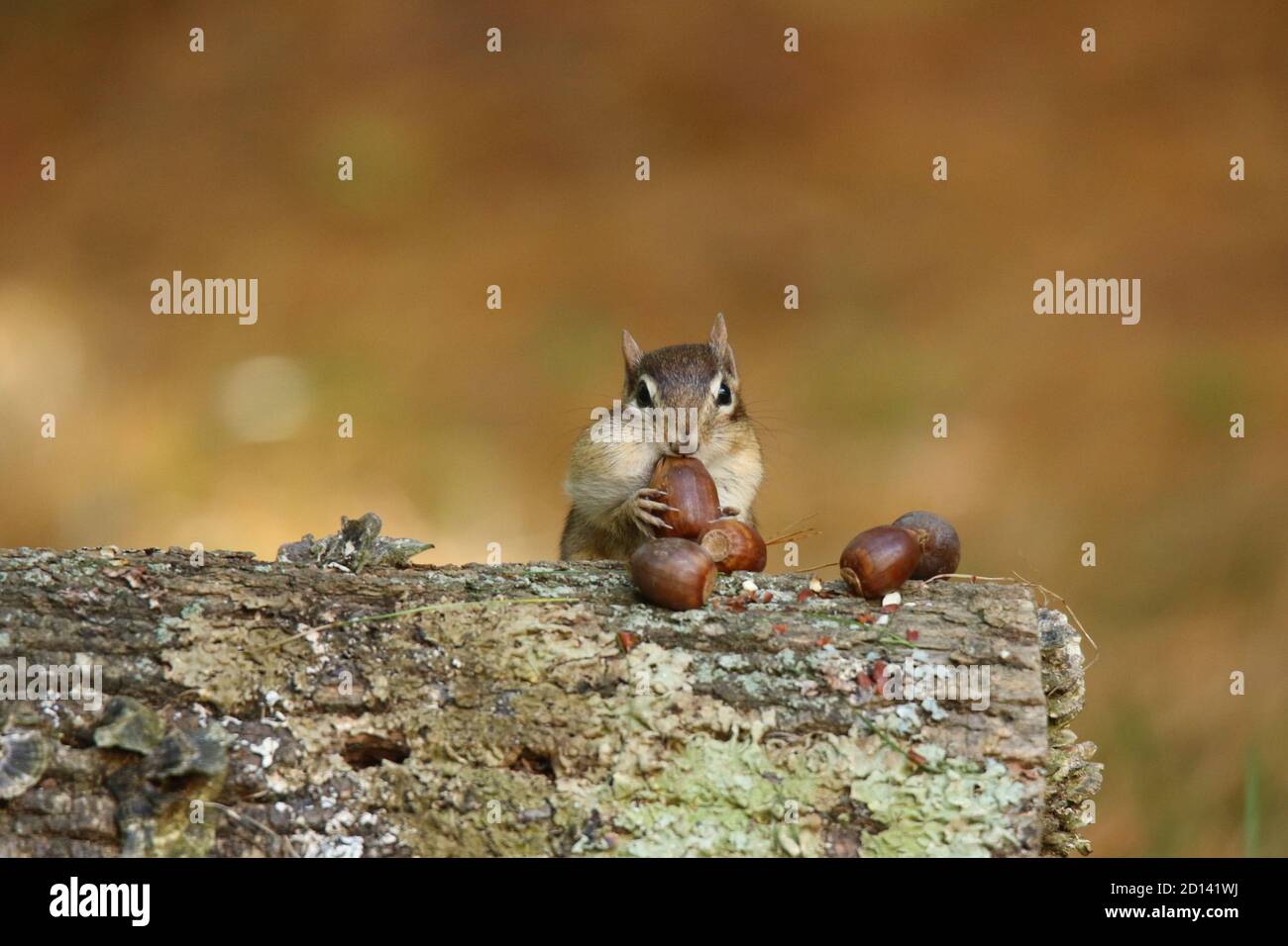 A little eastern chipmunk storing away acorns in it's cheeks Stock Photo