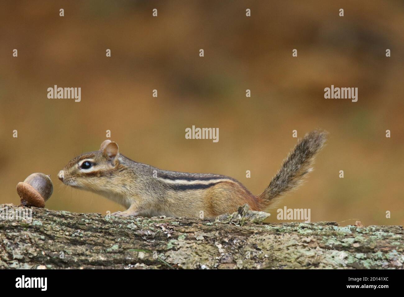 Cute Little Fall Chipmunk foraging for food to store away for winter sniffs out and acorn Stock Photo