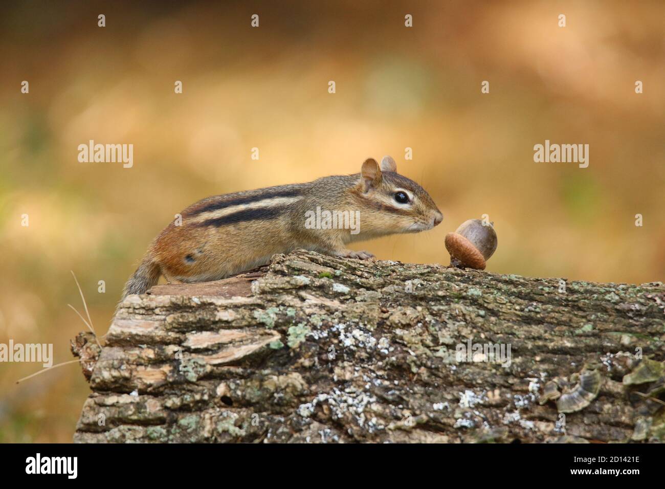 Cute Little Fall Chipmunk foraging for food to store away for winter sniffs out and acorn Stock Photo