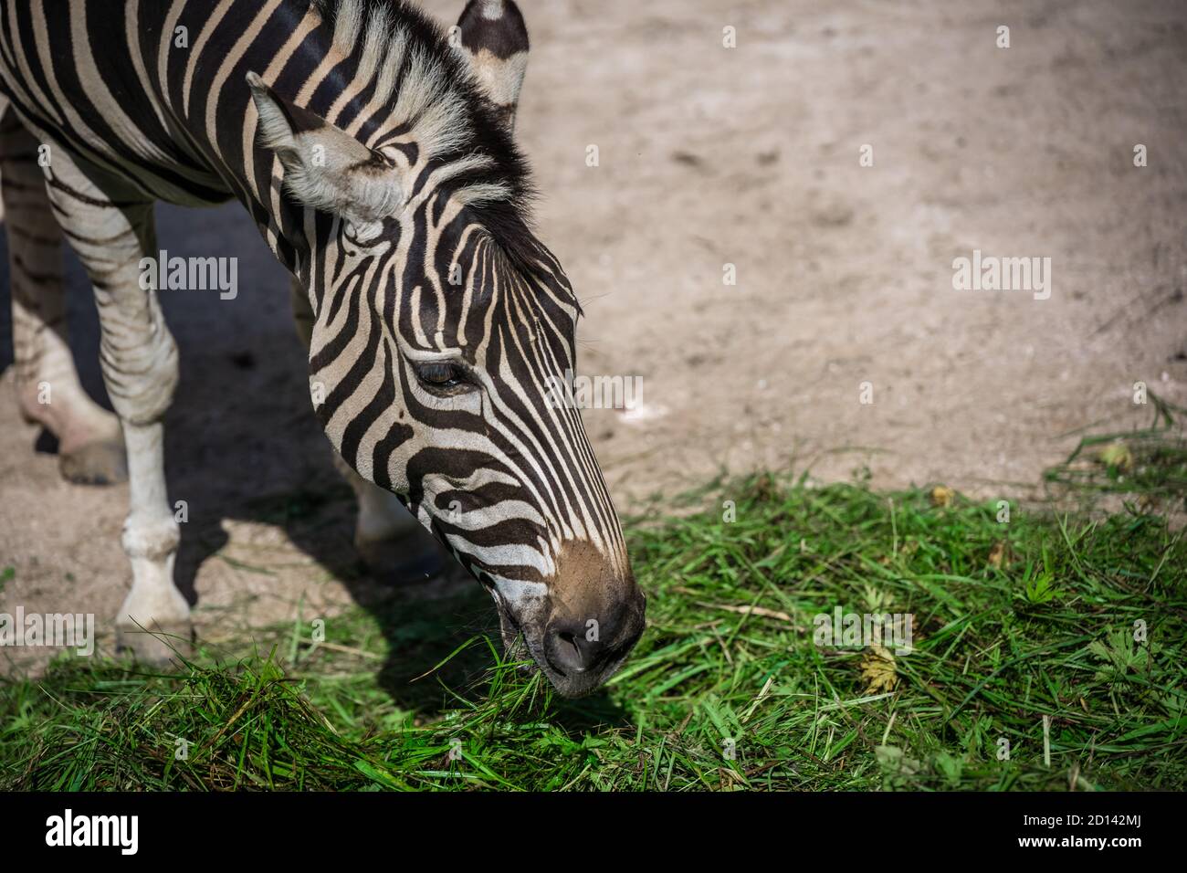 A closeup of a zebra eating grass at the zoo Stock Photo