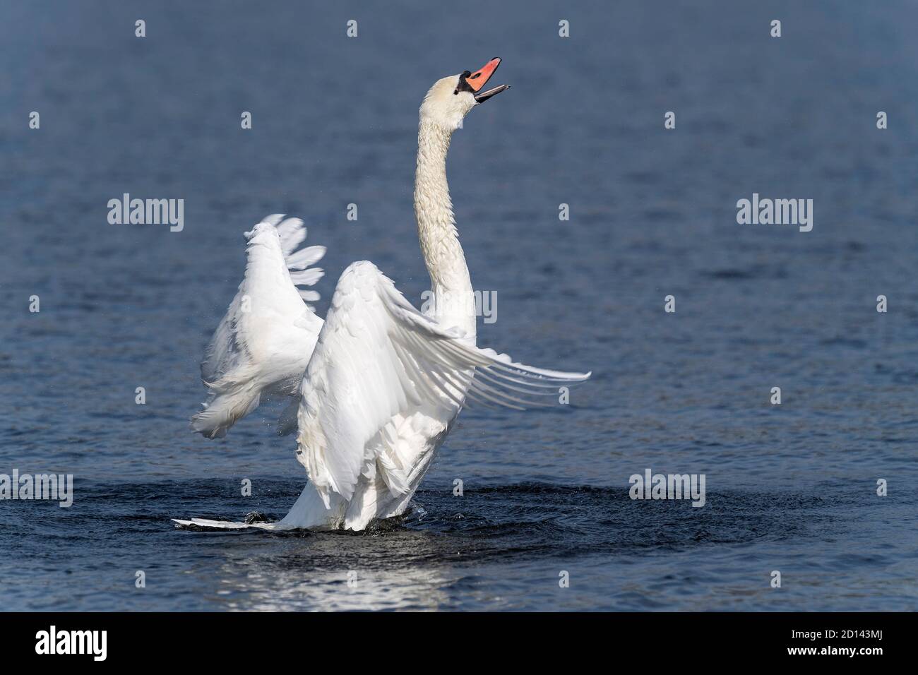 mount ubehag Undervisning Song Swan High Resolution Stock Photography and Images - Alamy