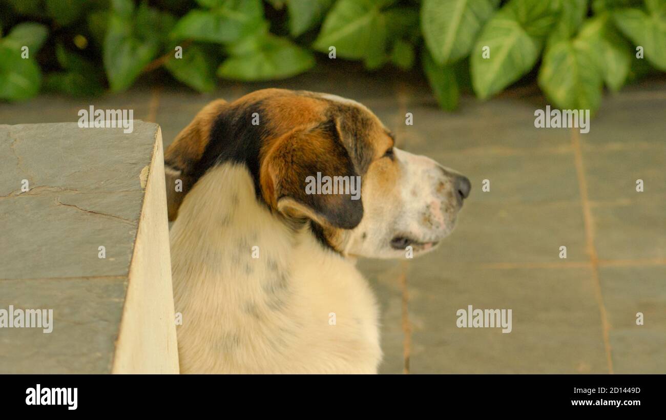 Mutt dog lying in the yard Stock Photo