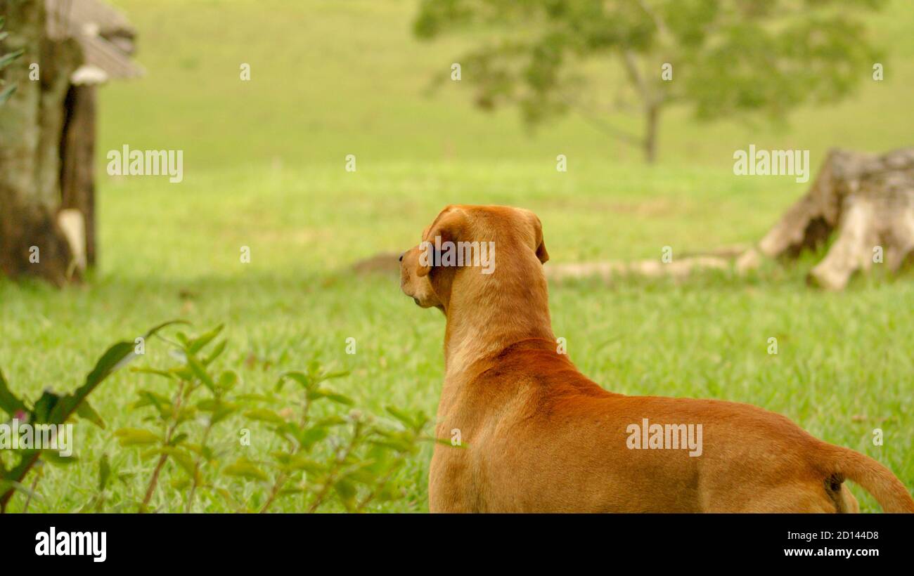 Typical Brazilian Caramel Dog in the Field Stock Photo Alamy