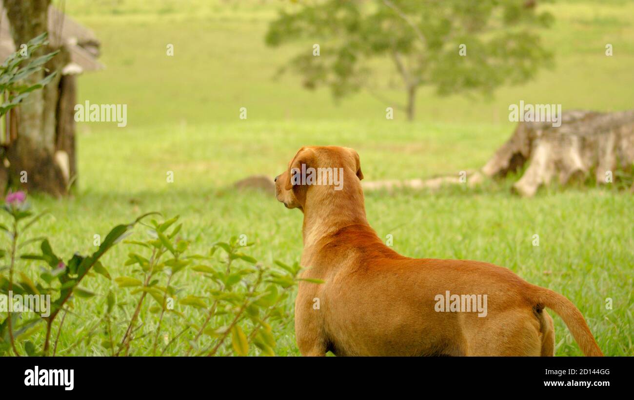Typical Brazilian Caramel Dog in the Field Stock Photo Alamy