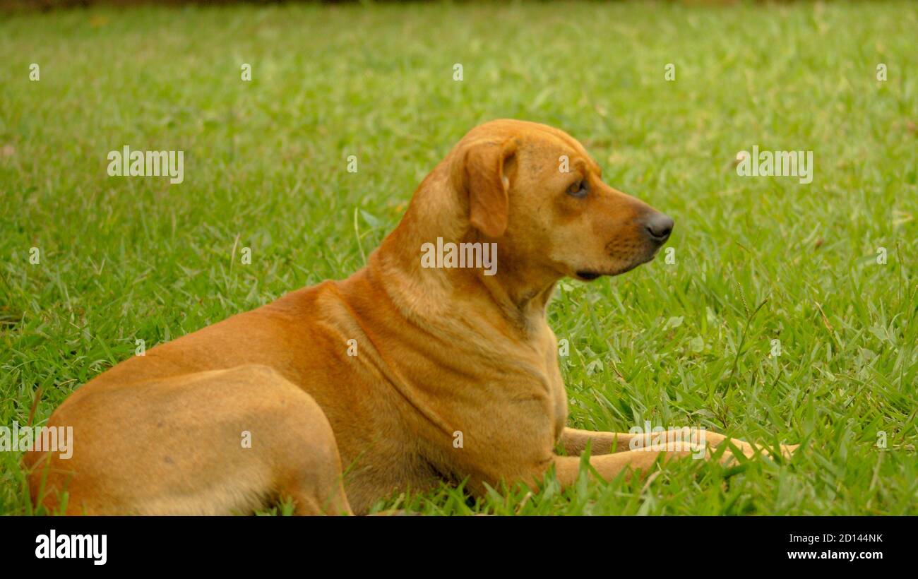 Dog lying grass hires stock photography and images Alamy