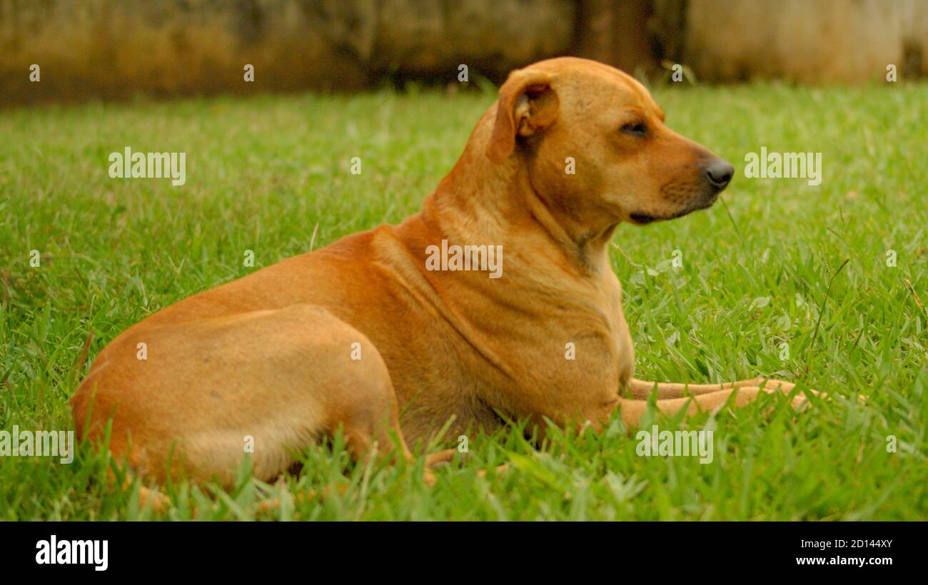 Typical Brazilian Caramel Dog in the Field Stock Photo Alamy