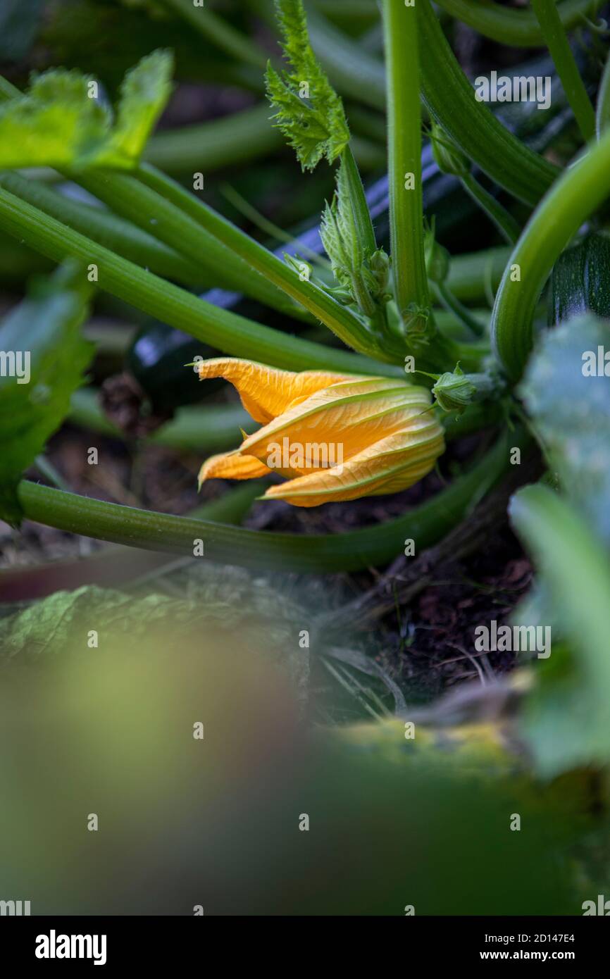 Zucchini flower growing on plant outdoors. Stock Photo