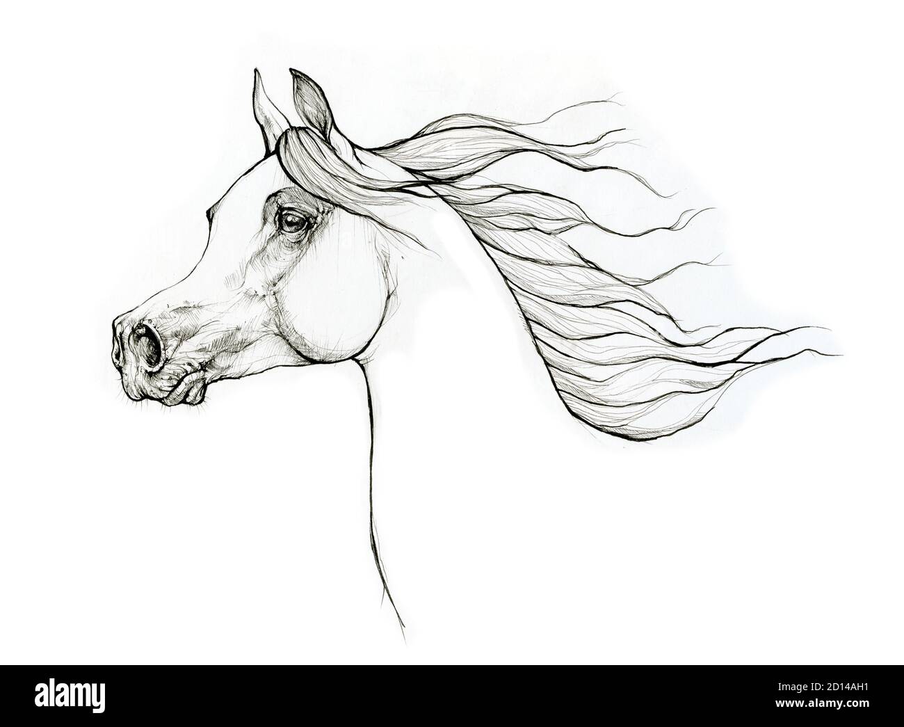 arabian horse head Stock Photo - Alamy