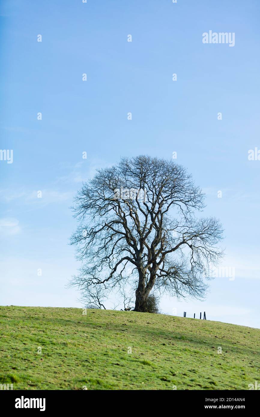 Oak tree in winter field hi-res stock photography and images - Alamy
