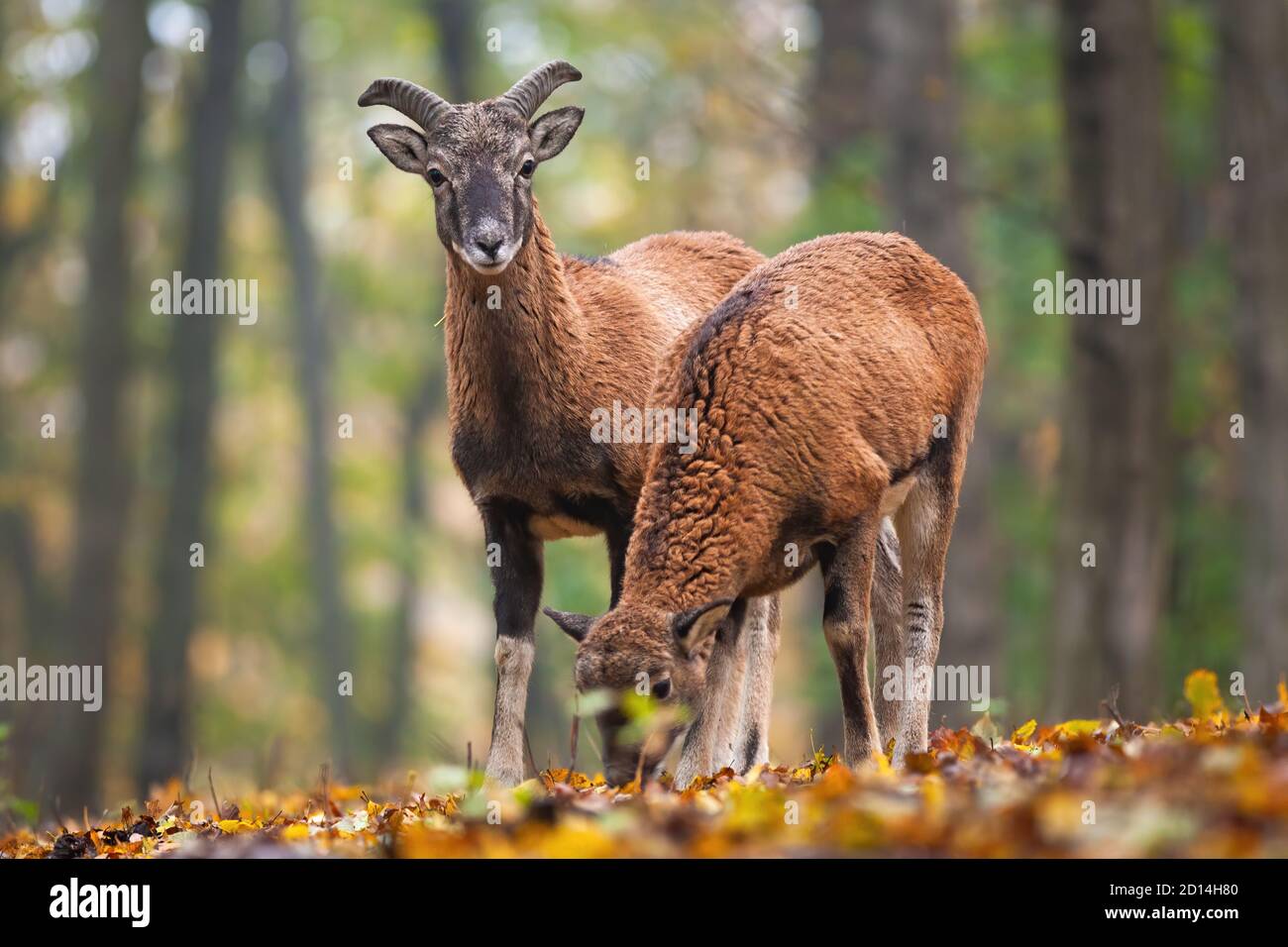 Two mouflons standing in forest in autumn nature. Stock Photo