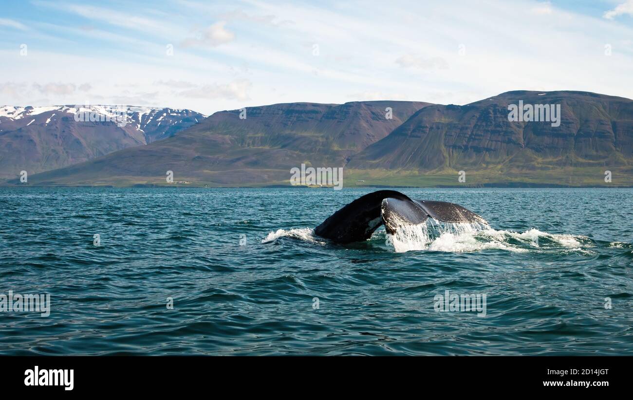 Humpback whale breaching from water in Icelandic nature Stock Photo - Alamy