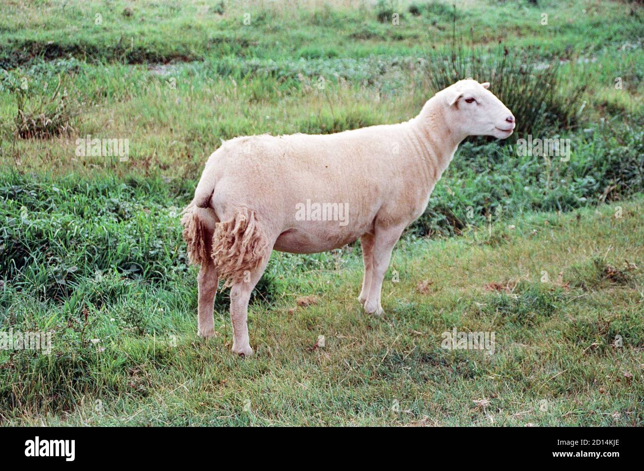 Sheep (Poll Dorset)  grazing at Hope Barton, Hope Cove, Devon, England, United Kingdom. Stock Photo