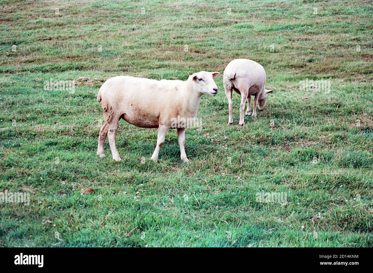 Sheep (Poll Dorset)  grazing at Hope Barton, Hope Cove, Devon, England, United Kingdom. Stock Photo