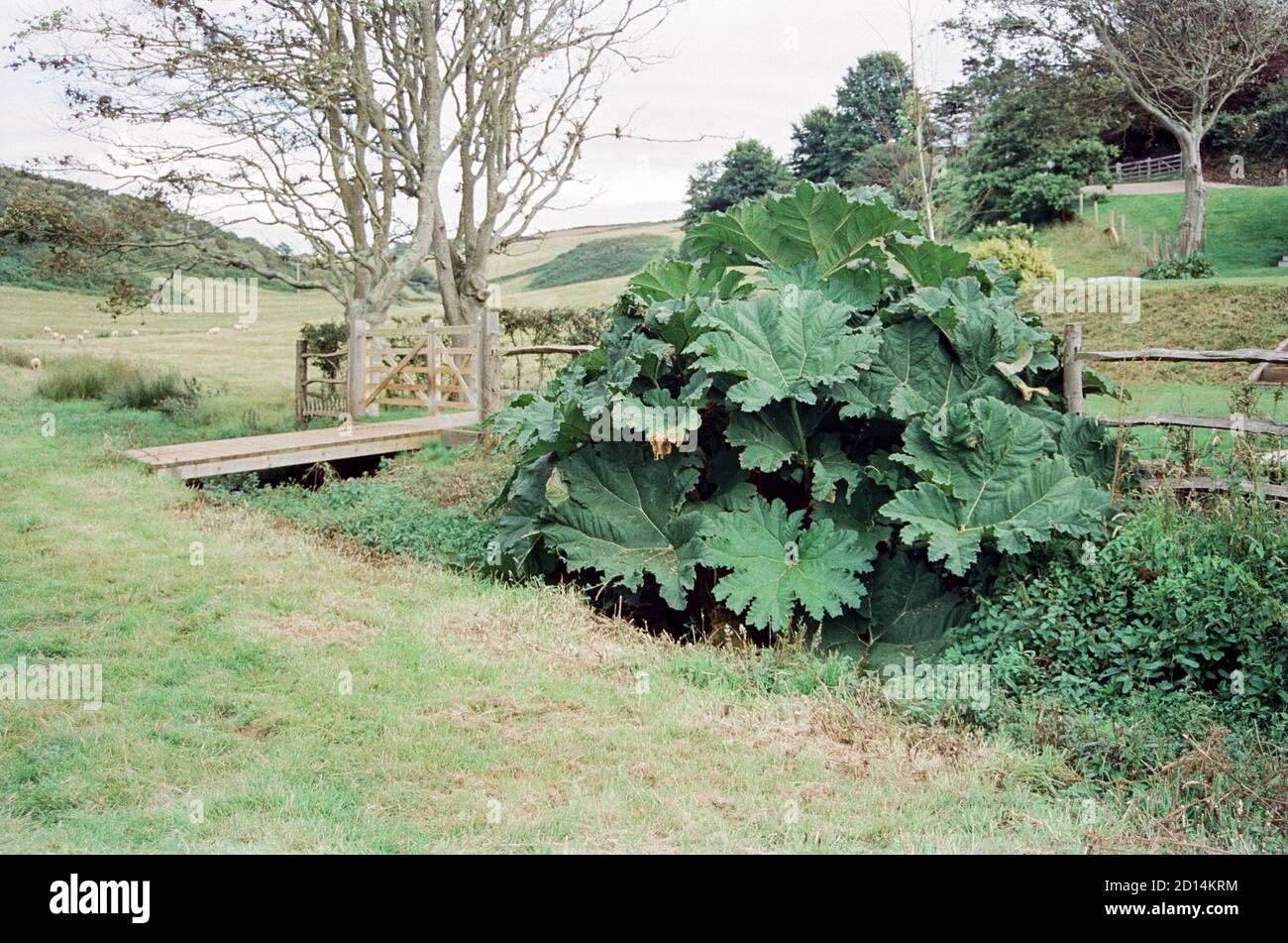 Giant Gunnera plant, Hope Cove, Kingsbridge, Devon, England, United Kingdom. Stock Photo