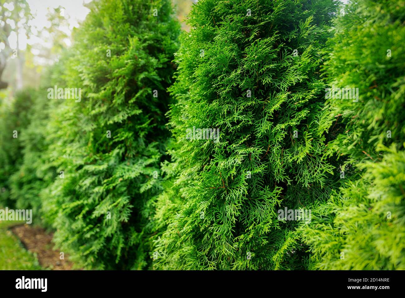 green lush thuja hedge closeup Stock Photo