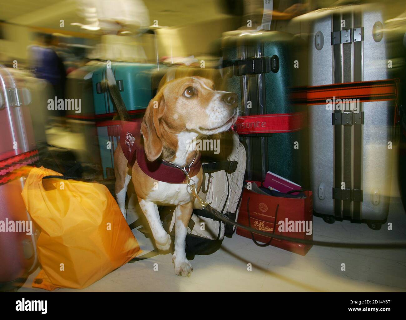 How Long Do Dogs Have To Be In Quarantine In Australia