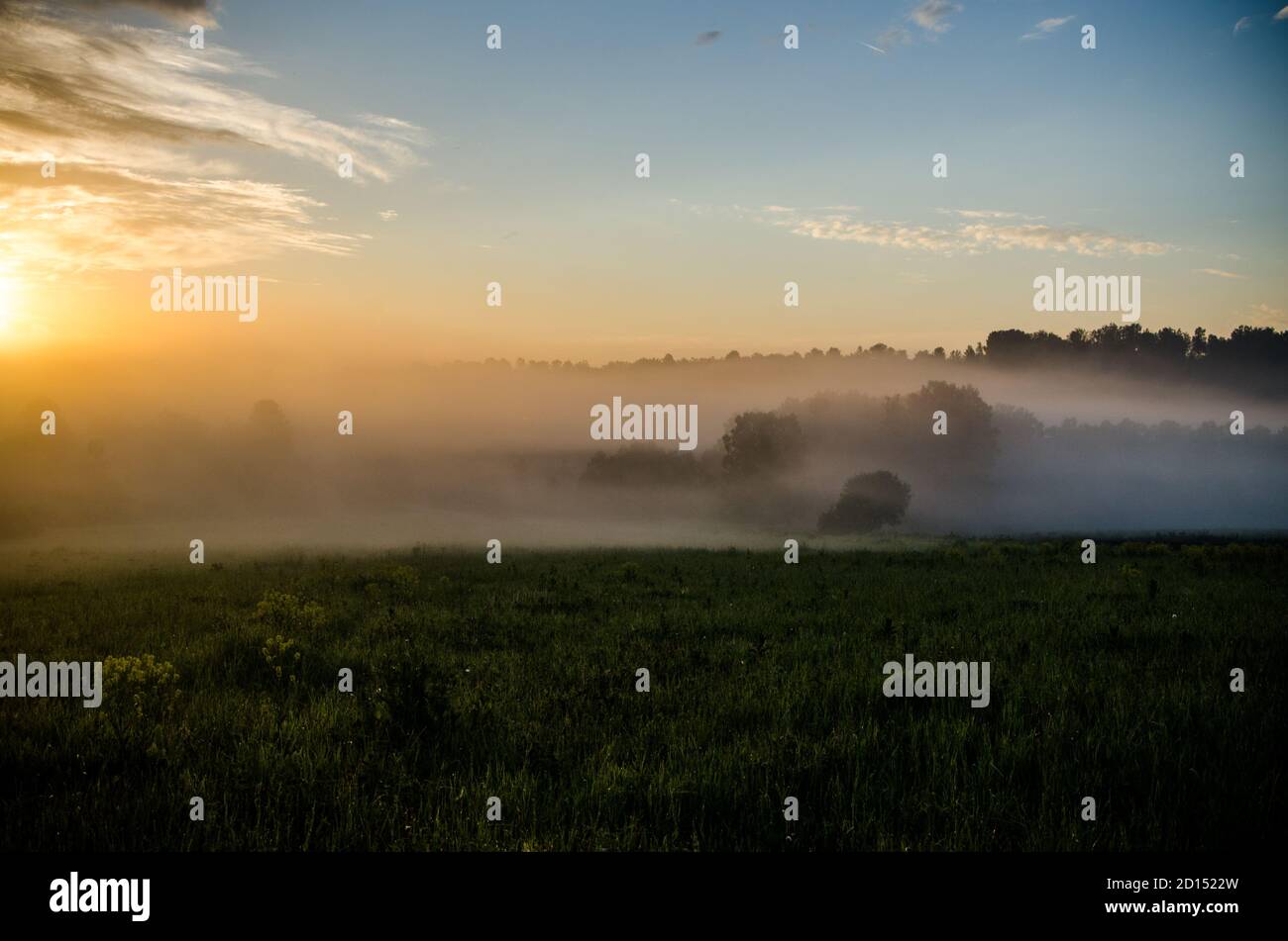 early in the morning, at dawn. Thick mystical fog over a green forest ...