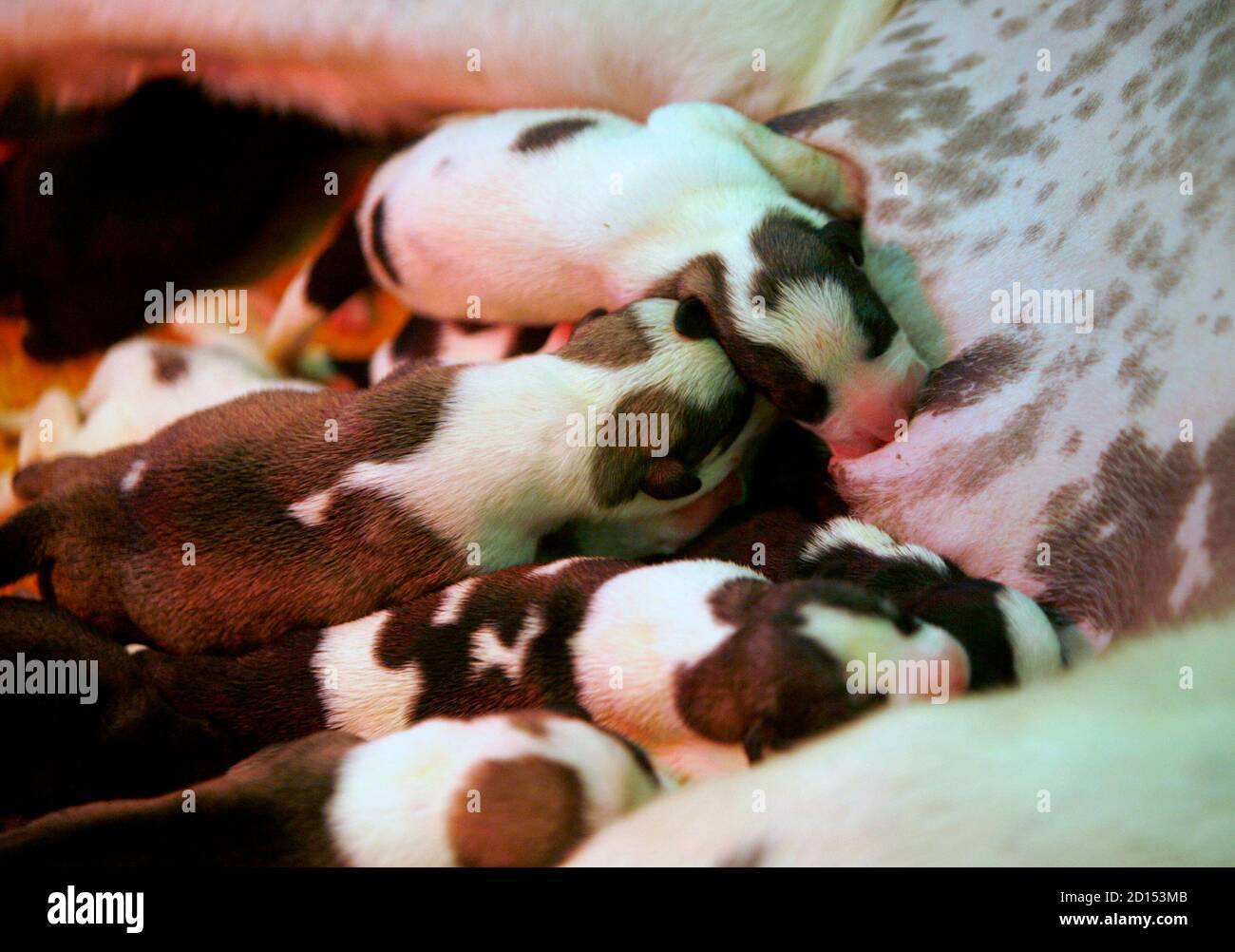 Can Newborn Puppies Survive Outside