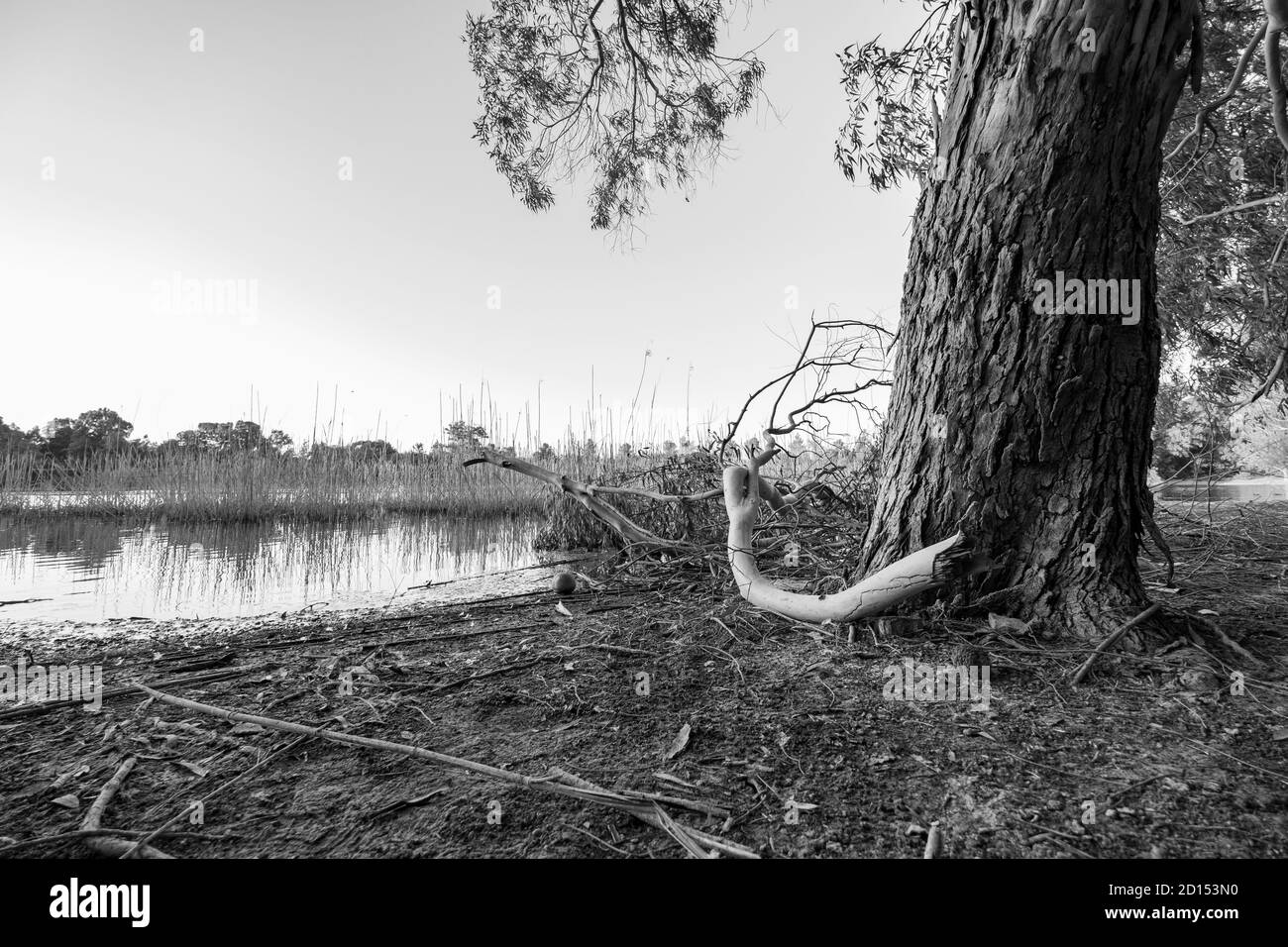 Athalassa Lake in Cyprus with beautifully lit water, tree bark and