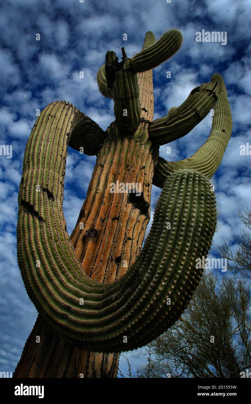 Detail cactus cacti in Arizona desert Stock Photo