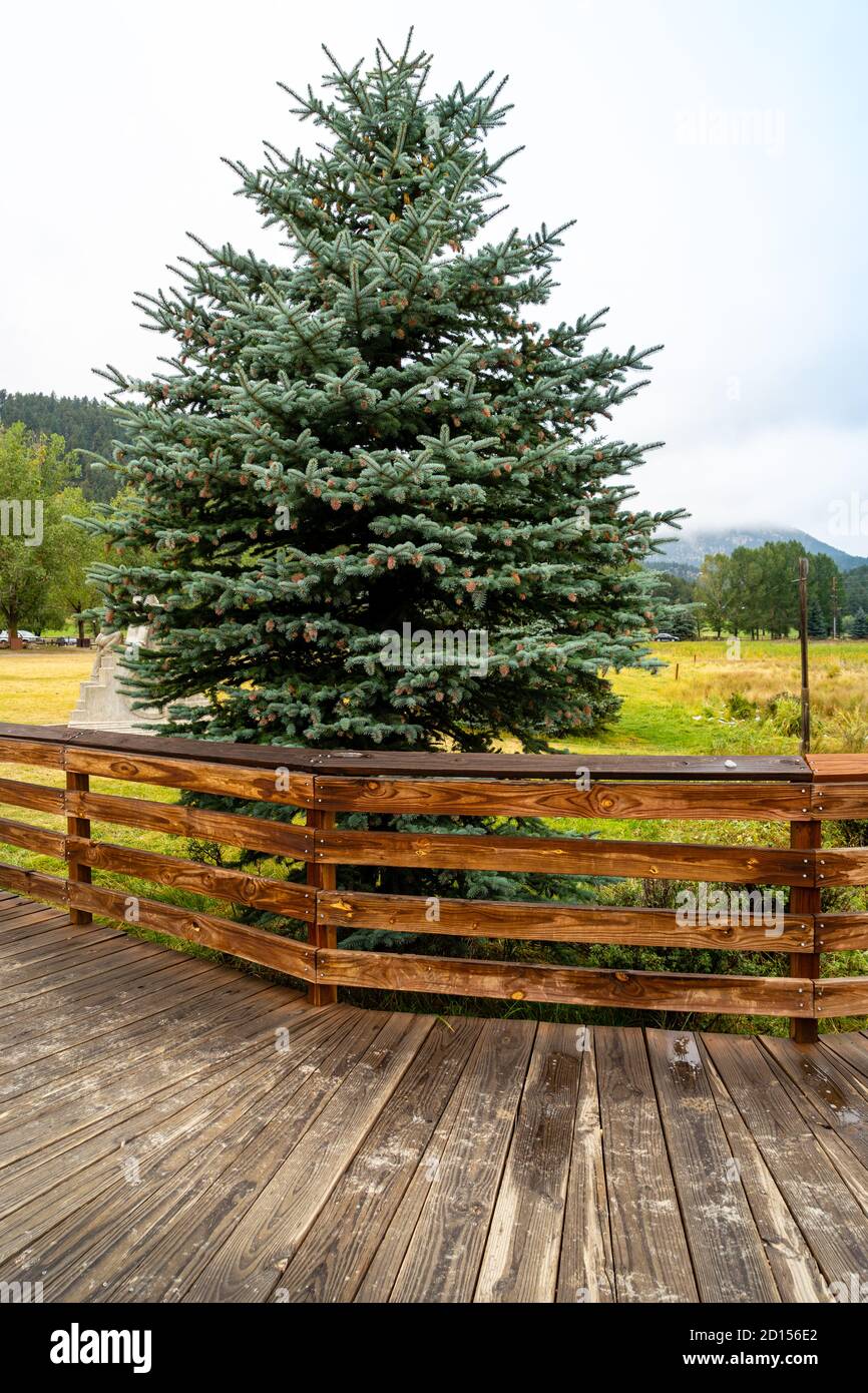 An evergreen tree by a wood walkway Stock Photo