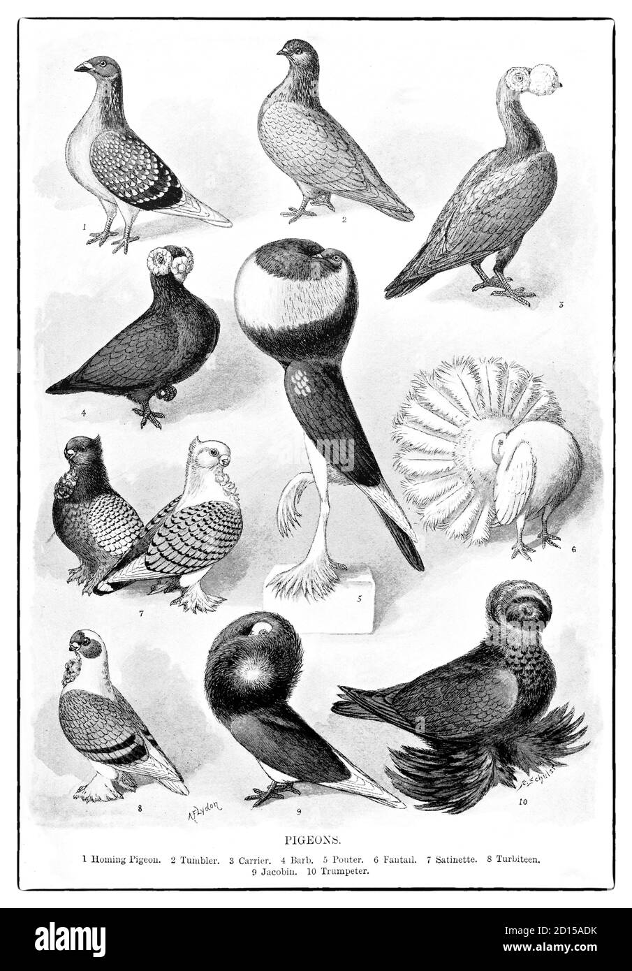 A late 19th Century chart illustrating pigeons of the family Columbidae. These are stout-bodied birds with short necks, and short slender bills that in some species feature fleshy ceres. They primarily feed on seeds, fruits, and plants. The family occurs worldwide, but the greatest variety is in the Indomalayan and Australasian realms. Stock Photo