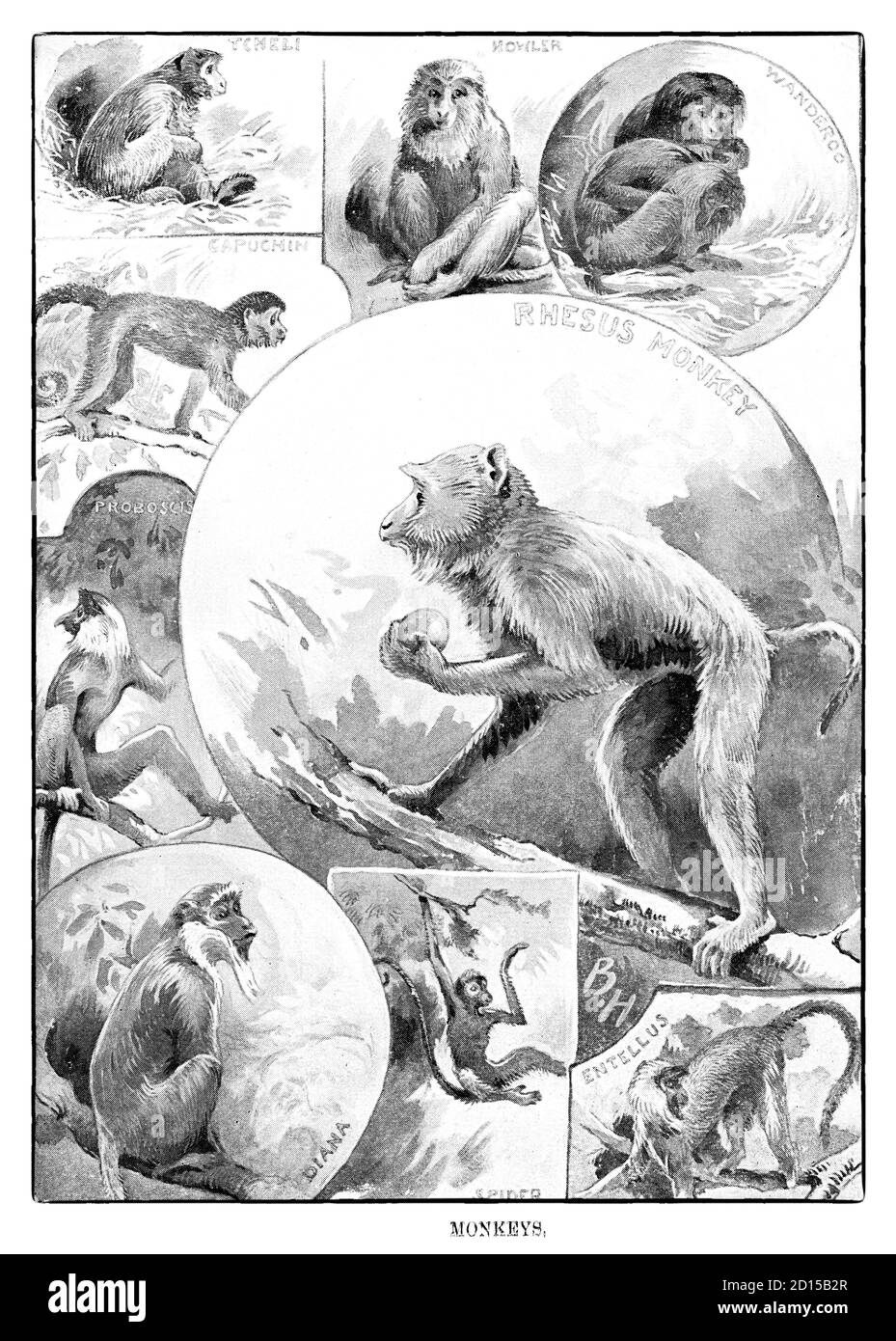 A late 19th Century collage illustrating various monkeys, a common name that refers to groups or species of mammals, in part, the simians of infraorder Simiiformes. The term is applied descriptively to groups of primates, such as families of New World monkeys and Old World monkeys. Many monkey species are tree-dwelling (arboreal), although there are species that live primarily on the ground, such as baboons. Stock Photo