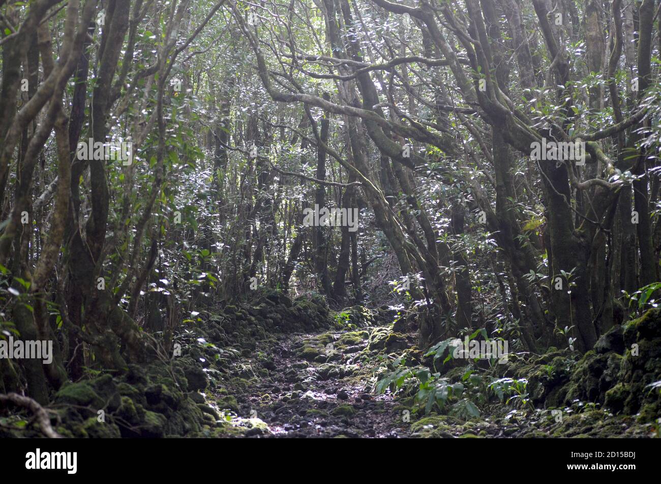 Secondary forest growing in the laurisilva biome of Pico island, (Azores, Portugal), currently dominated by the highly invasive Australian species Pit Stock Photo