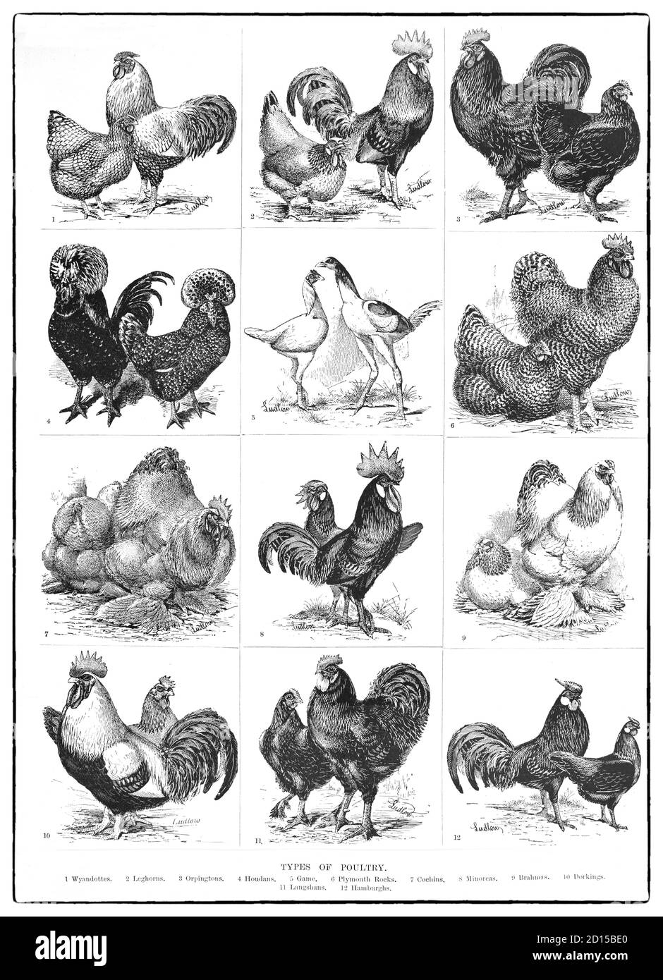 Superorder galloanserae hires stock photography and images Alamy