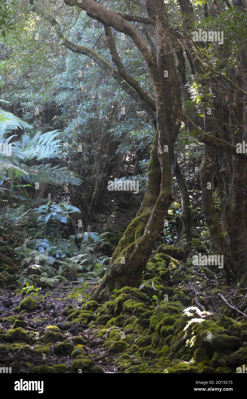 Secondary forest growing in the laurisilva biome of Pico island, (Azores, Portugal), currently dominated by the highly invasive Australian species Pit Stock Photo