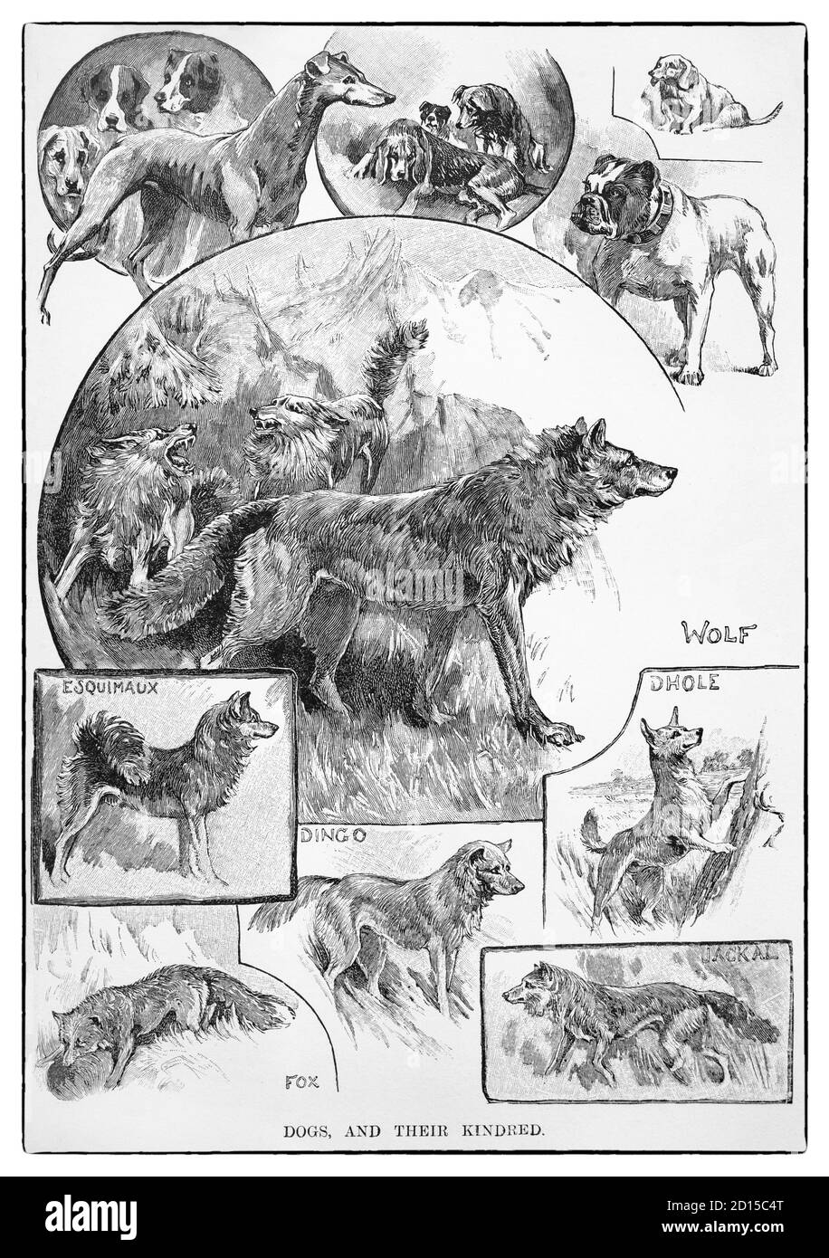 A selection of dogs and their kindred. The dog (Canis familiaris when considered a distinct species or Canis lupus familiaris when considered a subspecies of the wolf  is a domesticated carnivore of the family Canidae. Dogs vary widely in shape, size, and colors and perform many roles for humans, such as hunting, herding, pulling loads, protection, assisting police and military, companionship, and, more recently, aiding disabled people, and therapeutic roles. This influence on human society has given them the sobriquet of 'man's best friend.' Stock Photo